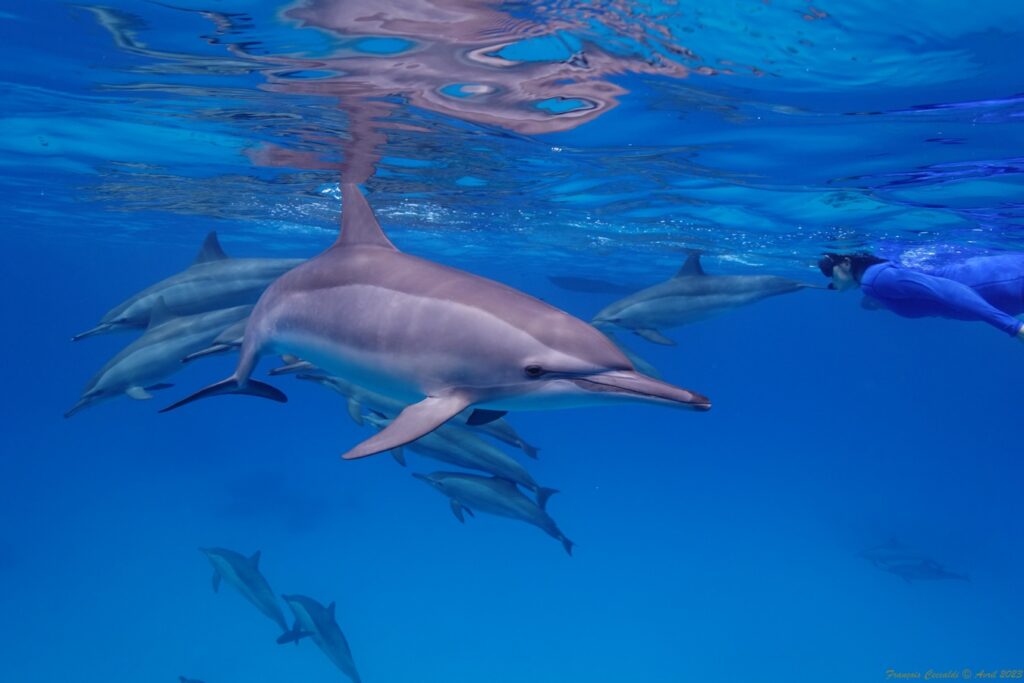 Nage avec les dauphins sauvages lagon de Sataya